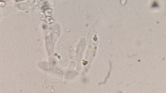 Crepidotus stratosus