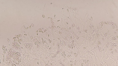 Crepidotus stratosus