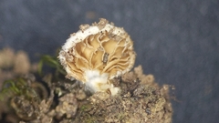 Crepidotus stratosus