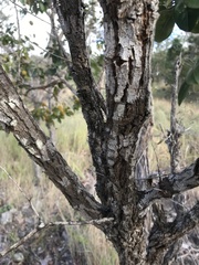 Petalostigma banksii