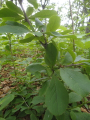 Berberis amurensis