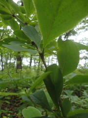Berberis amurensis