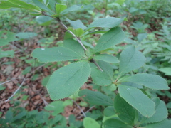 Berberis amurensis