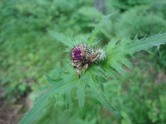 Cirsium schantarense