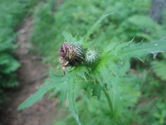 Cirsium schantarense