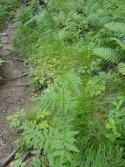 Cirsium schantarense