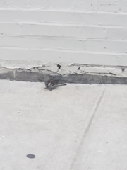 Passer domesticus domesticus