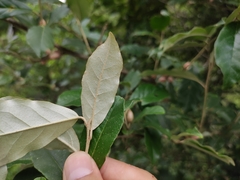 Elaeagnus magna