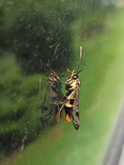 Synanthedon scoliaeformis