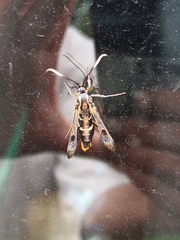 Synanthedon scoliaeformis