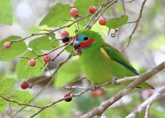 Cyclopsitta diophthalma