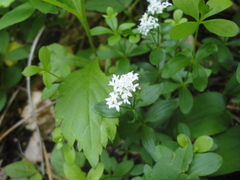 Galium platygalium