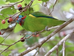 Cyclopsitta diophthalma