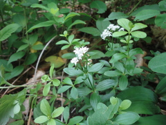 Galium platygalium