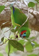 Cyclopsitta diophthalma