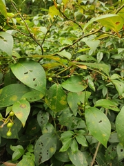Lindera reflexa