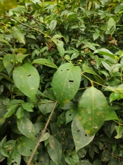 Lindera reflexa