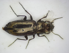Notiophilus substriatus