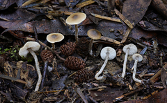 Myochromella boudieri