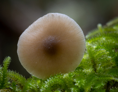 Myochromella boudieri