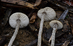 Myochromella boudieri