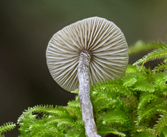 Myochromella boudieri