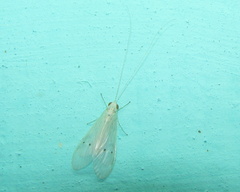 Polymorphanisus ocularis