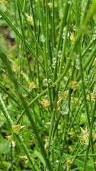 Juncus filiformis