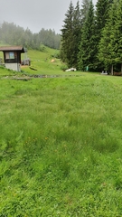 Juncus filiformis