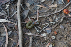 Calliphora nigrithorax