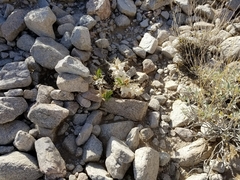 Ambrosia ilicifolia