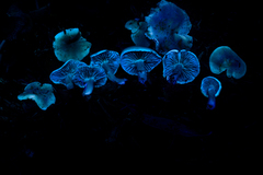 Meottomyces dissimulans