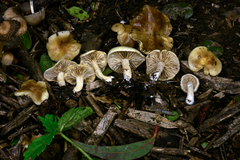 Meottomyces dissimulans