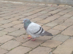Columba livia domestica