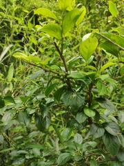 Ilex kiangsiensis