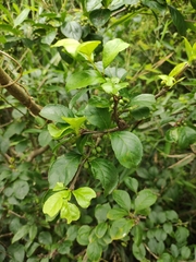 Ilex kiangsiensis