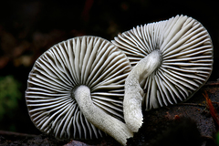 Pluteus nanus