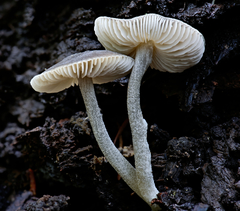 Pluteus nanus