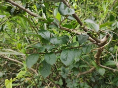 Ilex kiangsiensis