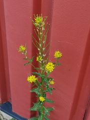 Erysimum virgatum