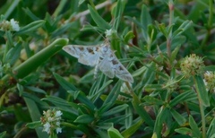 Epipagis forsythae