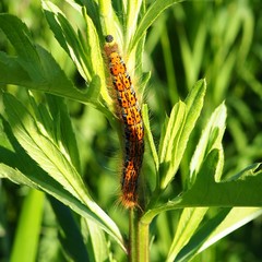 Malacosoma castrense