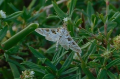 Epipagis forsythae
