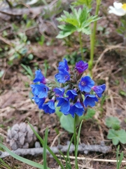 Pulmonaria australis