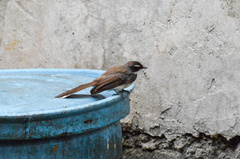 Rhipidura nigritorquis