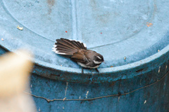 Rhipidura nigritorquis