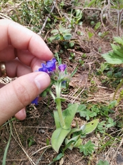 Pulmonaria australis