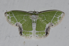 Protuliocnemis castalaria