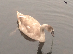 Cygnus olor