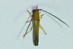 Obereopsis